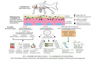 本课题组在鱼类黏膜层微生物方面...